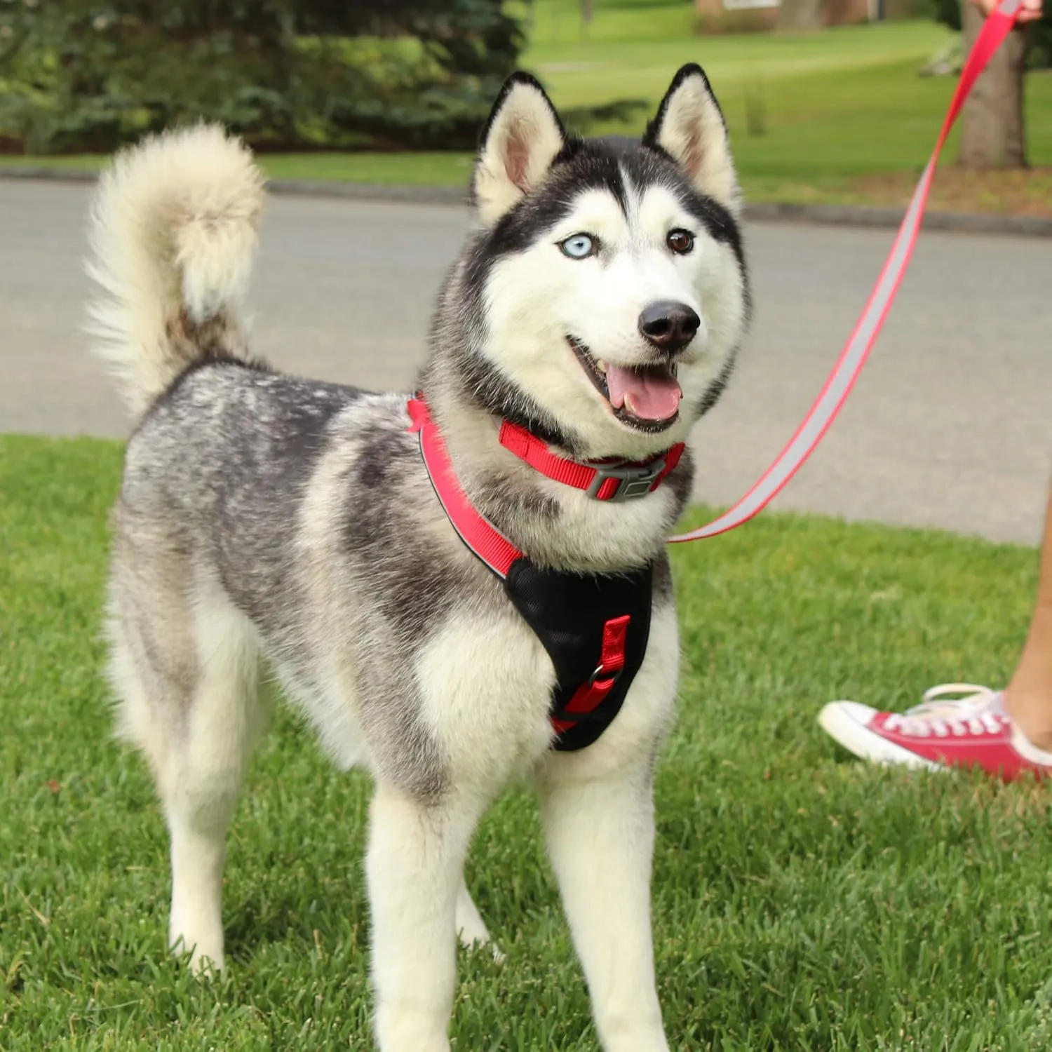 Pawtitas Reflective Dog Harness Padded Dog Harness Provides Comfort Control for a Walk or Running Great Pet Accessories Dog Vest S Small Orchid Dog Harness